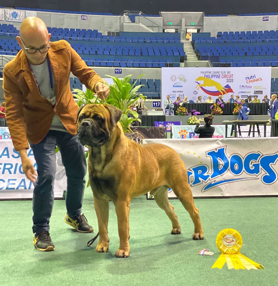 ARDHUB DECKER | Bullmastiff 