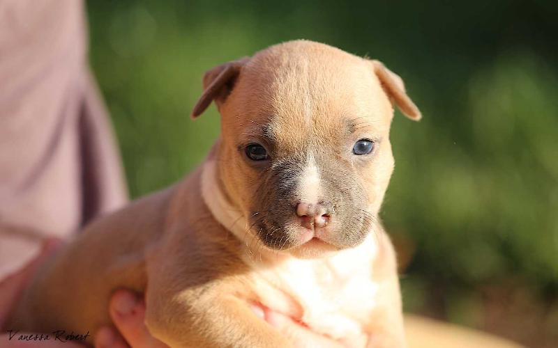 Jaya du Domaine de Samsha | American Staffordshire Terrier 