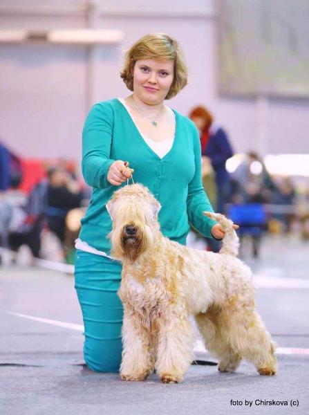 ANGELY CHARLI HUGH GRANT | Soft Coated Wheaten Terrier 