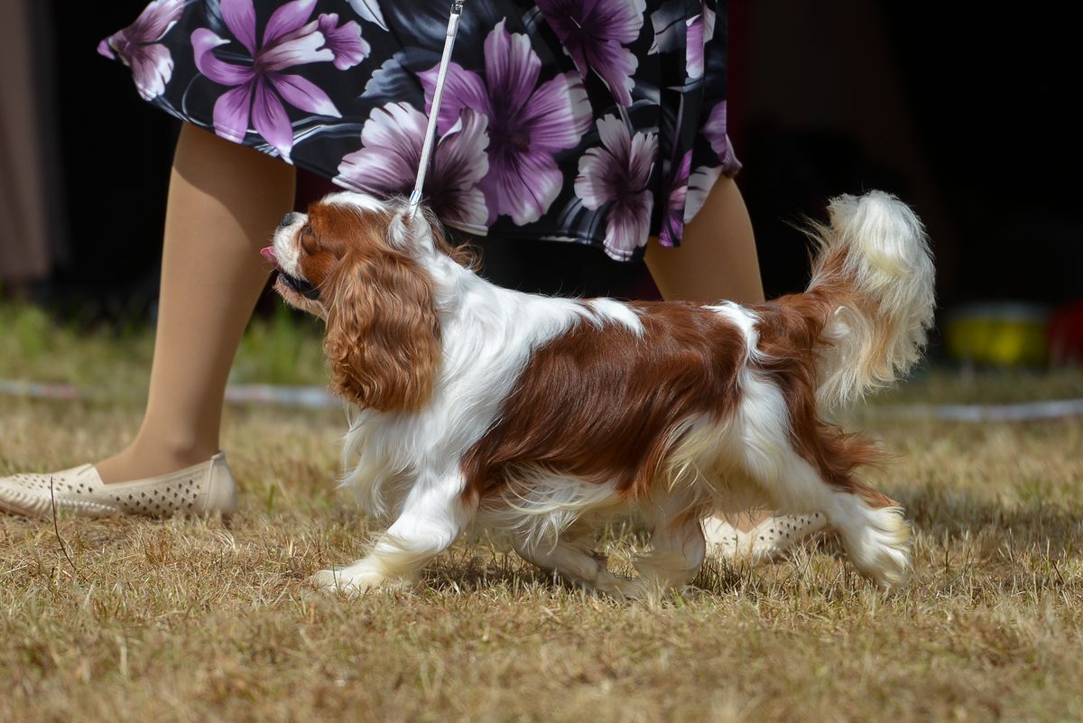 TORAYLAC VAVAVOOM | Cavalier King Charles Spaniel 