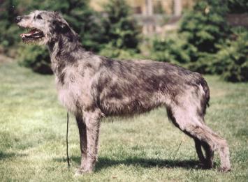 Yancy von der Oelmühle | Irish Wolfhound 