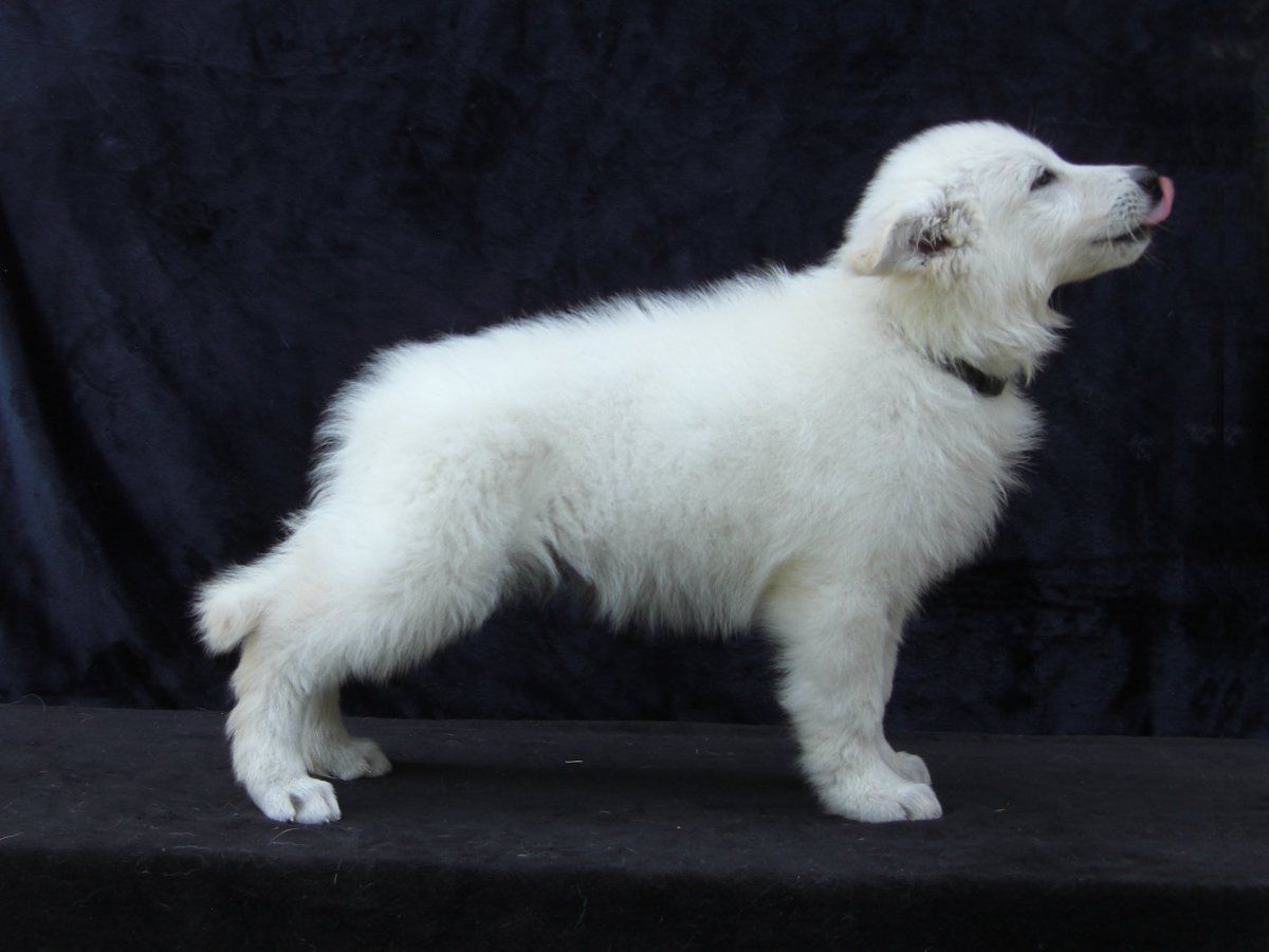 Baiuland Highlander | White Swiss Shepherd Dog 