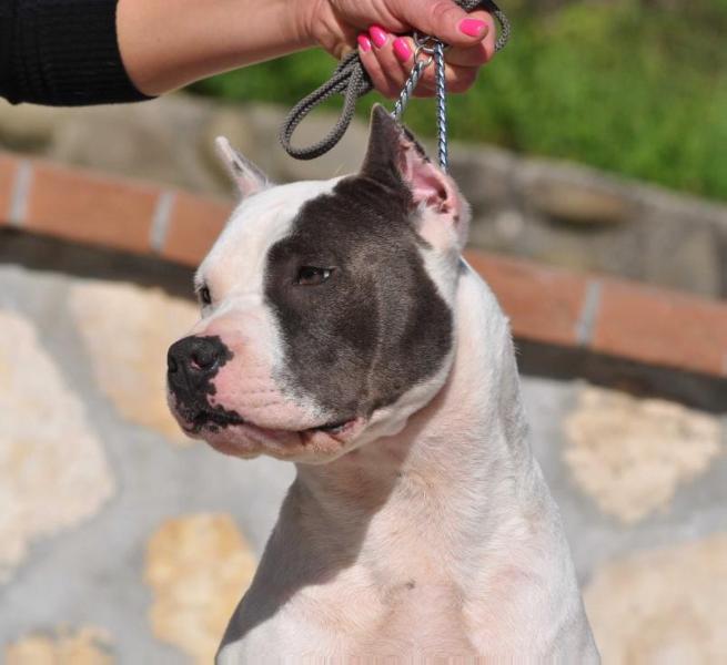 Holywood Ibiza | American Staffordshire Terrier 