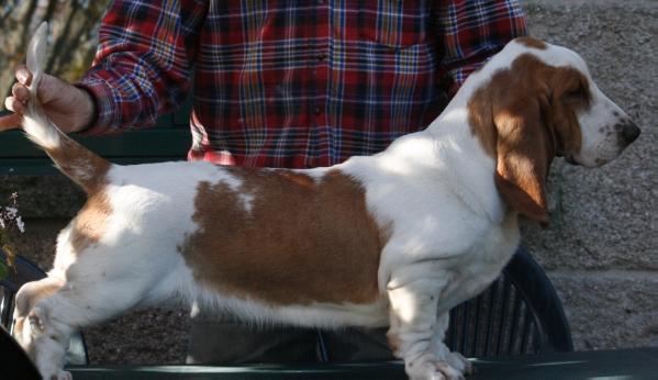 Nessa da Casa do Trevo | Basset Hound 