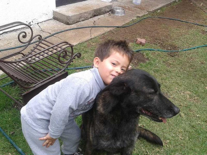 Fanny (Quiroga) Mex. | Dutch Shepherd 