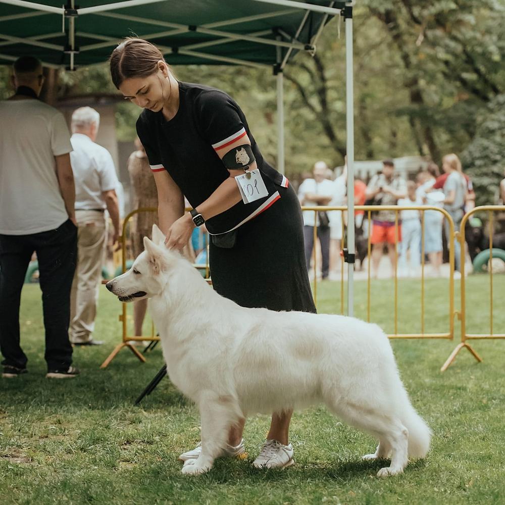 BEIVE IZ YUZHNOGO RAYA | White Swiss Shepherd Dog 