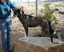 Howling Spirit’s Gollum | Siberian Husky 