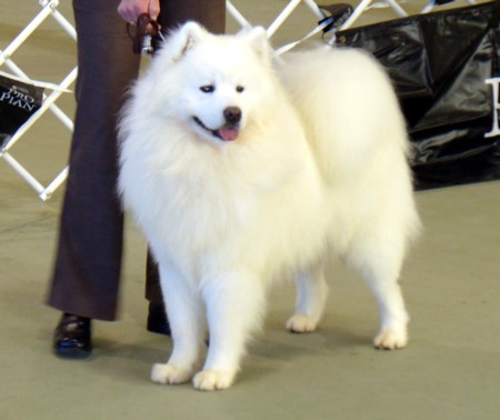 Mezen Jedi Knight | Samoyed 