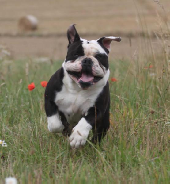 Utzon's Panda | Olde English Bulldogge 