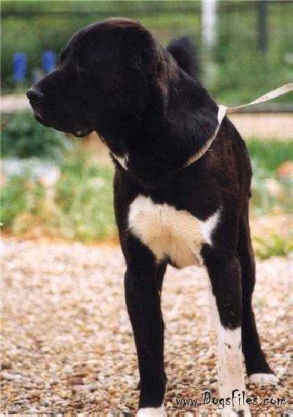O DAN IZ RUSSKOI LEGENDI | Central Asian Shepherd Dog 