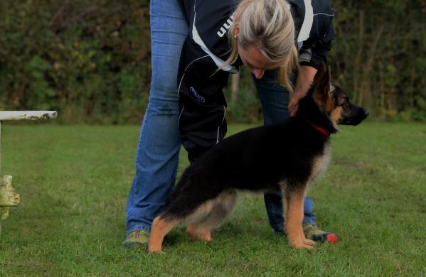 Olivia vom Adelschlag | German Shepherd Dog 