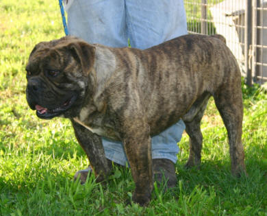 KRB's Little Bear | Olde English Bulldogge 