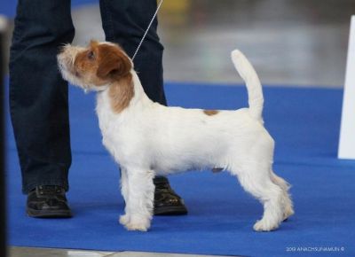 Knottelitens Touch It | Jack Russell Terrier 