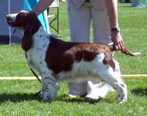 Trollangens New Tricks | English Springer Spaniel 