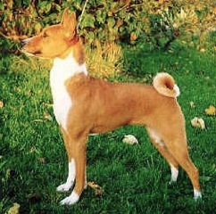 Abotere's Nyasa | Basenji 