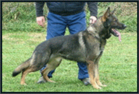 Dack am Brenkelberg | German Shepherd Dog 