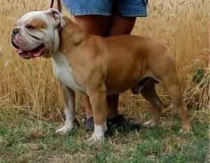 Glass City Bullies' Rocco | Olde English Bulldogge 