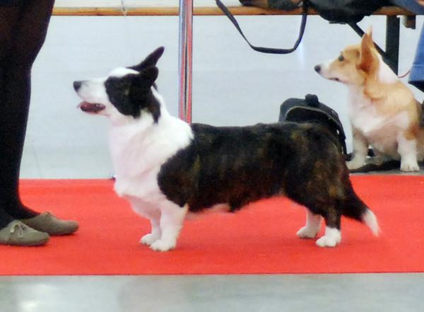 RE-KONTRA DELLBENQ Gaucho | Cardigan Welsh Corgi 