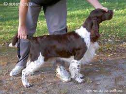 Barecho Beyond Belief | English Springer Spaniel 