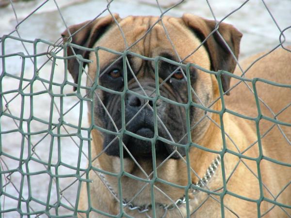 Gróf Andrássy Brenda | Bullmastiff 