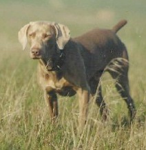 Grau Geist Lil's Gust V. Westend | Weimaraner 