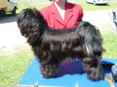 SESUKAN SAMBUCCA SAMI | Tibetan Terrier 