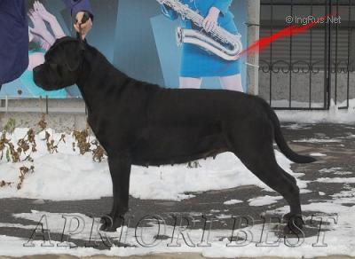 VASSABI | Cane Corso 