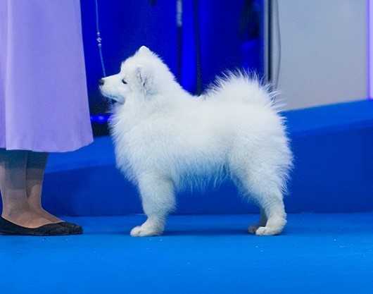 Yuliy Gay Cezar' S Beregov Beloy Pechory | Samoyed 