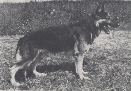 Chlodo vom Schloß Dahlhausen | German Shepherd Dog 