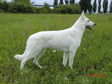 Anima Montium Aethernorum Sribnyy Orel | White Swiss Shepherd Dog 