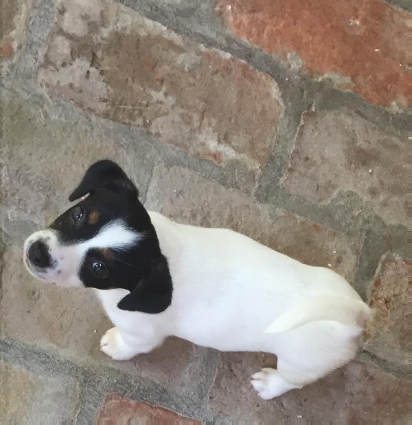 Overthetop di Villa Bosi | Jack Russell Terrier 