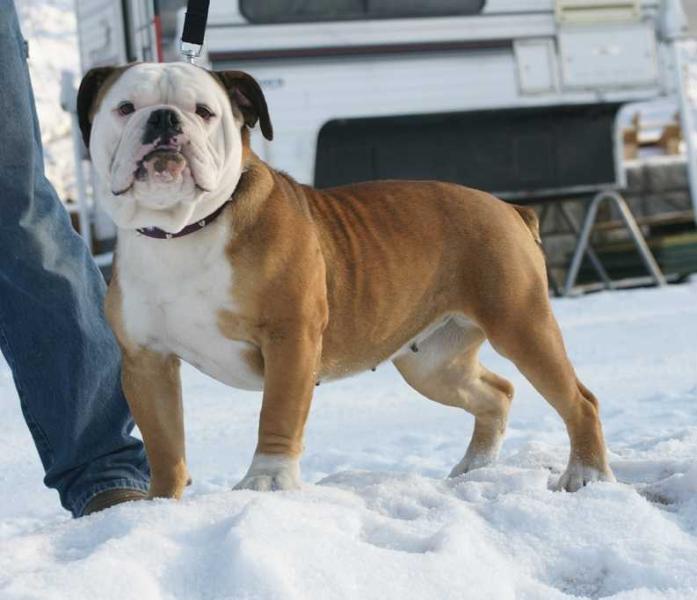 Royal Oldie's Reeka | Olde English Bulldogge 