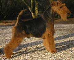 Kunze's Reno | Welsh Terrier 