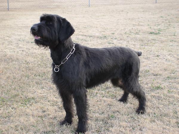 Annie vom Deitrich | Giant Schnauzer 