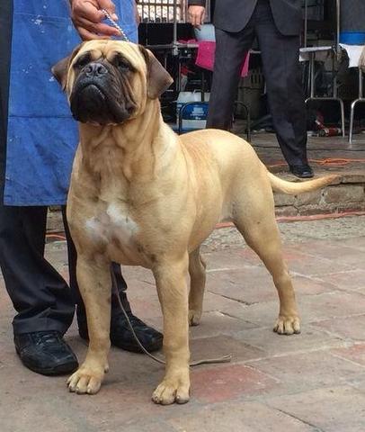 Bullstock's N Cabberin's Diva | Bullmastiff 