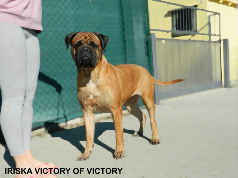 IRISKA VICTORY OF VICTORY | Bullmastiff 