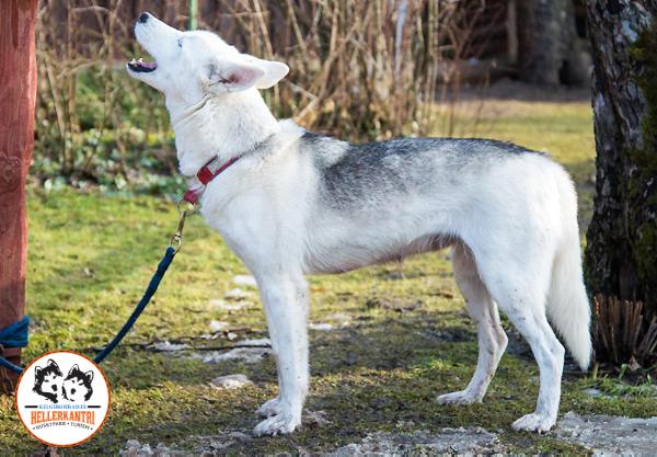 Hellerkantri Zuuzy | Siberian Husky 