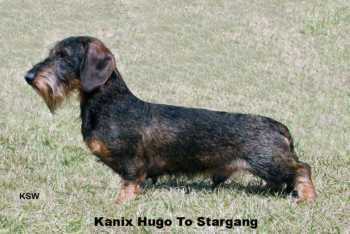 Kanix Hugo at Stargang | Dachshund 