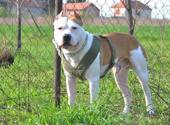 Sajmon | American Staffordshire Terrier 