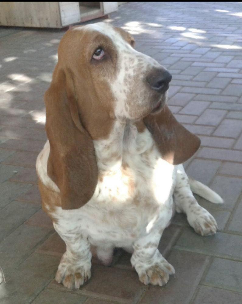 Pokakhontas Voinsvennaya Deva | Basset Hound 