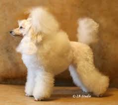 Grafika Ellanz Valesia | Poodle 