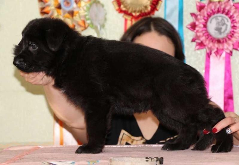 Nolan v. Nord Traum | German Shepherd Dog 