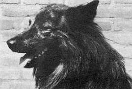Prins II (v.h. Eigen Land) | Dutch Shepherd 