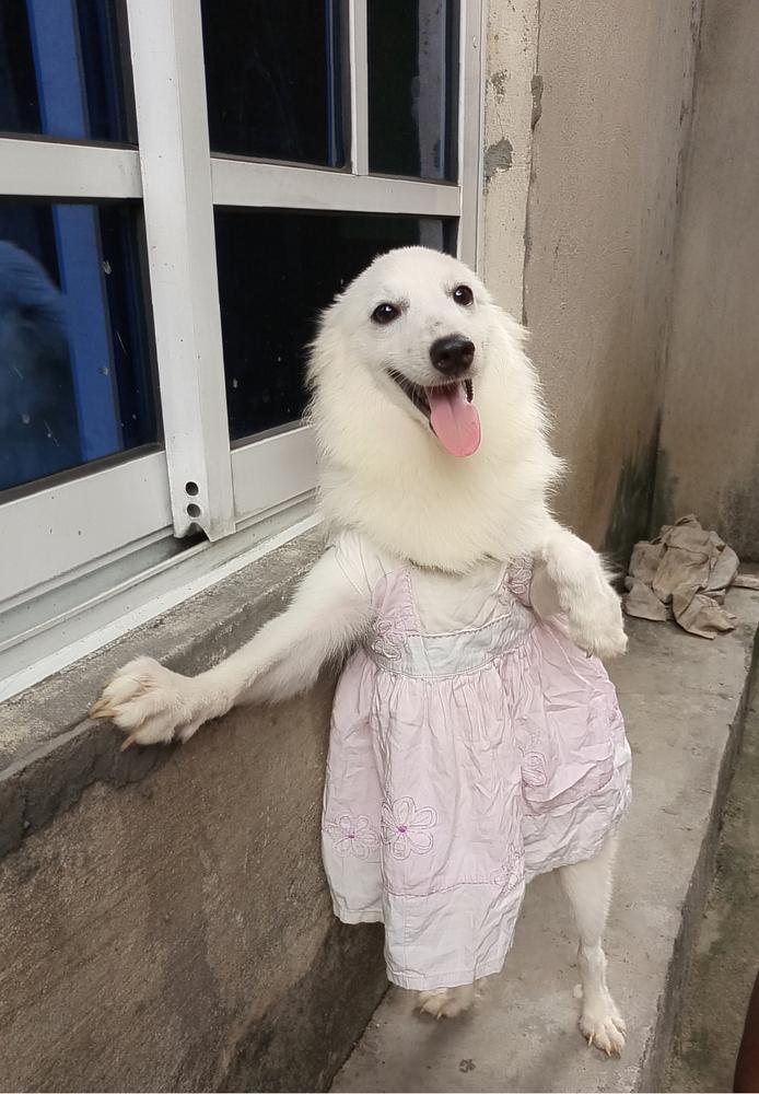 Nkasiobi (Kasi) Avemaria | American Eskimo Dog 