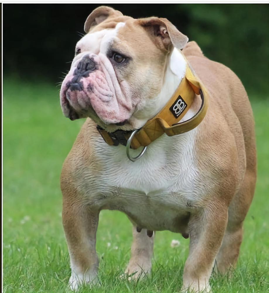 Barkabullz Beauty | Olde English Bulldogge 