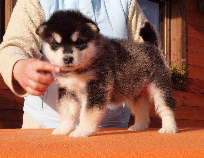 Grace Star of Yukon | Alaskan Malamute 