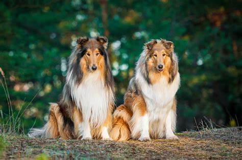 Rough Collie