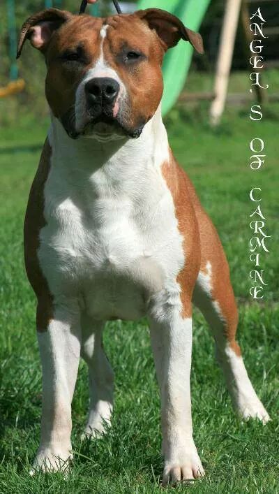 E'Clyde Sets Fire de Angel's of Carmine | American Staffordshire Terrier 