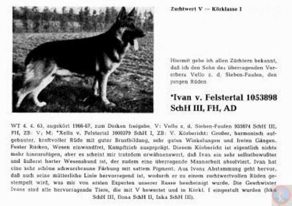 Ivan vom Felstertal | German Shepherd Dog 