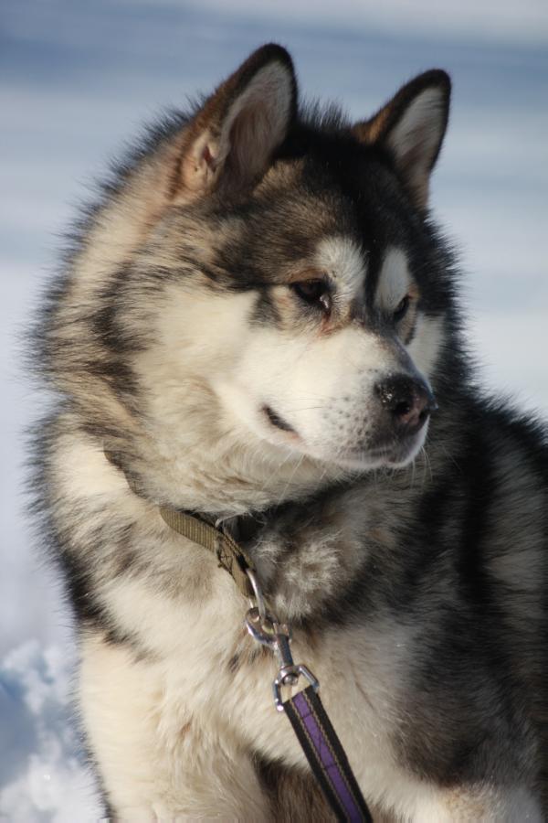 Kimbear's Arctic Spirit | Alaskan Malamute 